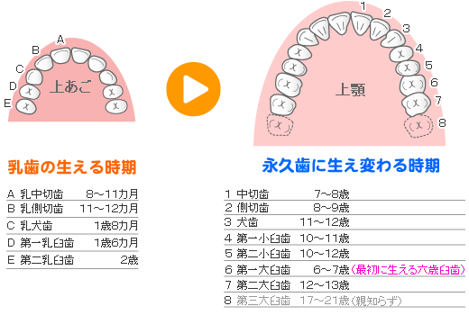 床矯正と咬合誘導で歯並びと咬み合わせ