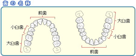 歯の配列